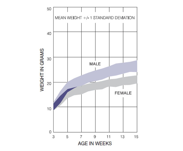 BALB/c Mice Charles River